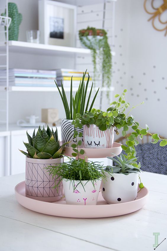 plants display ways pink