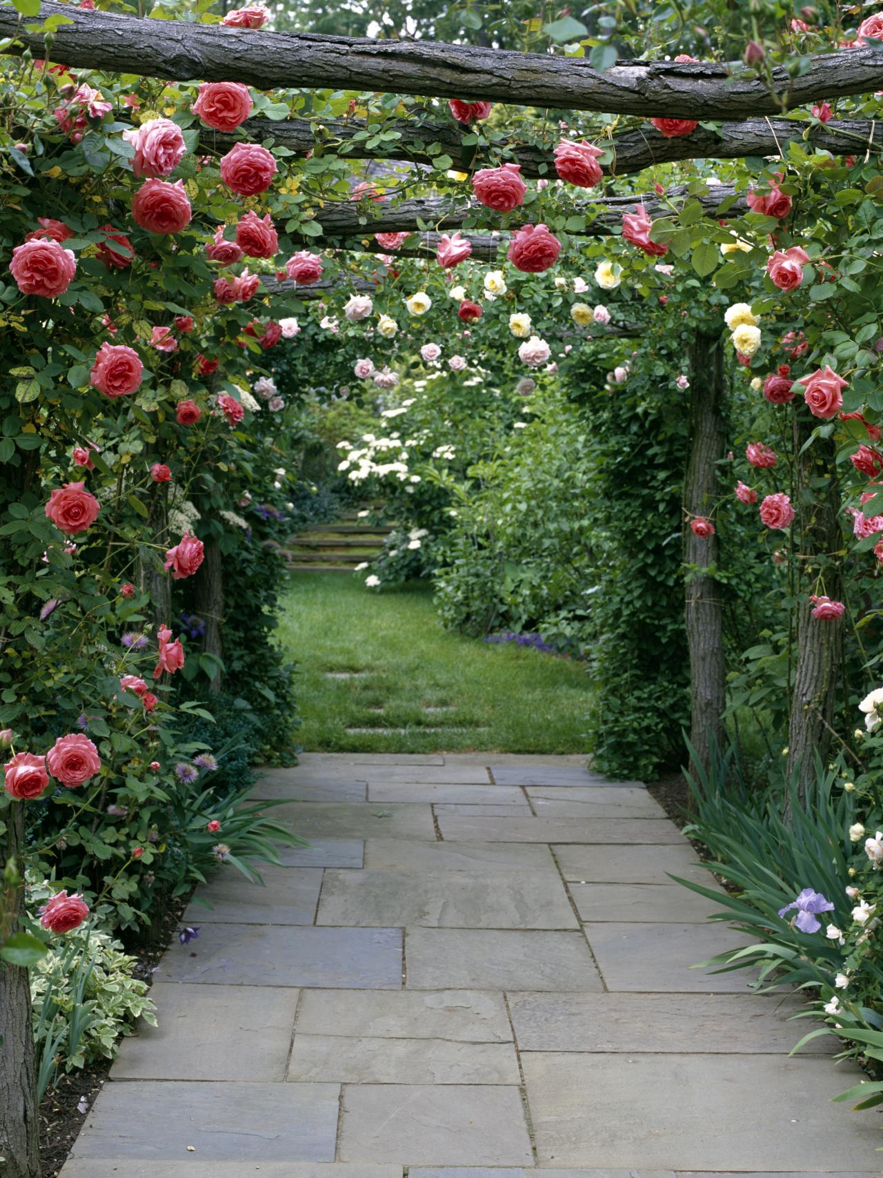 Climbing Plant Trellis That Will Give Your Garden A Satisfying Look