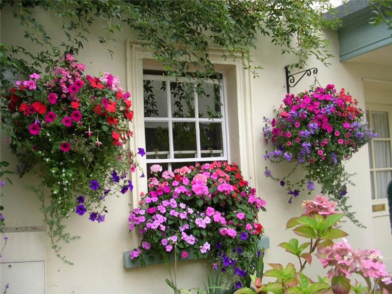 Pro Tips For Amazing Hanging Flower Baskets - Page 2 of 2