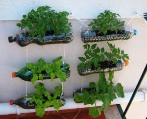 Over 20 Genius DIY Plastic Bottle Gardens You Need To See - Page 2 Of 2