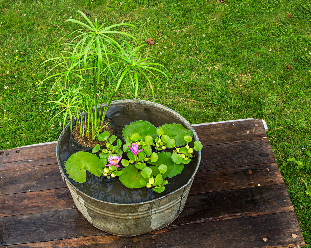 amazing-ideas-of-how-to-make-mini-ponds-in-pots-page-2-of-2