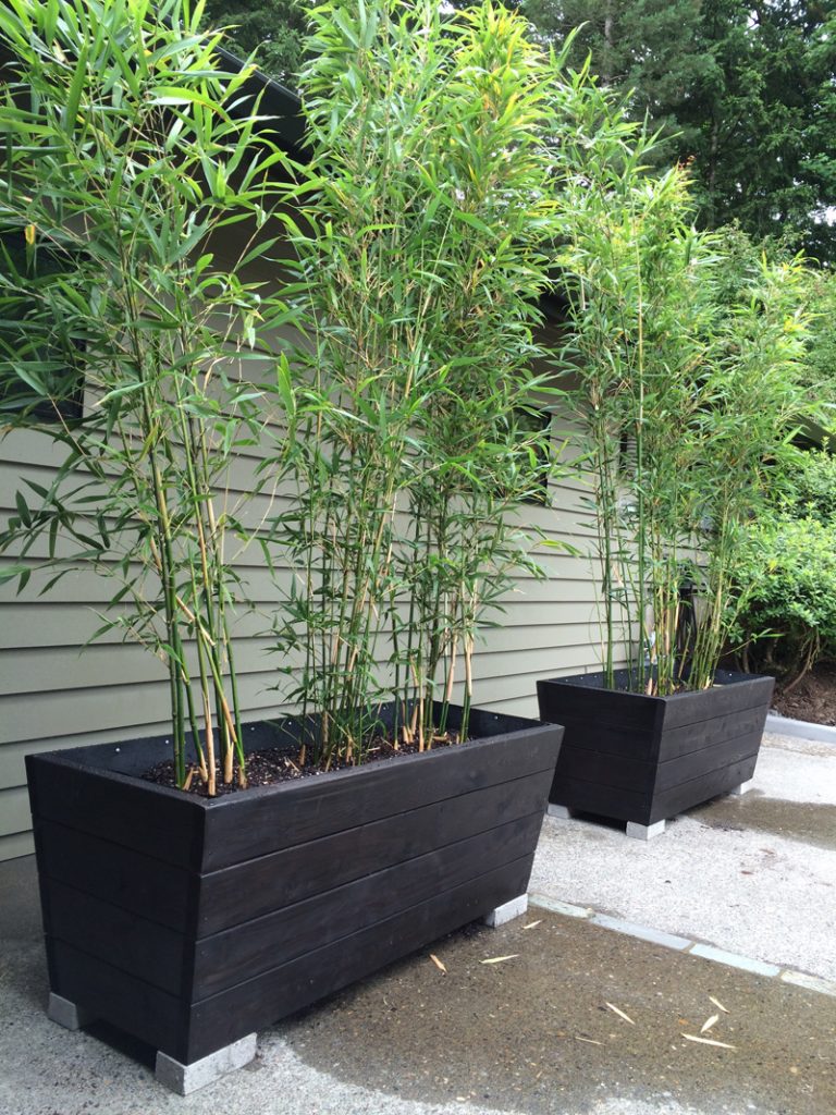 Useful Tips For Growing Bamboo Plants In Pots Page 2 of 2