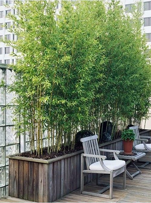 bamboo growing plants pots garden backyard tips outdoor planters screens urban useful grow terrace patio rooftop source patios roof balcony