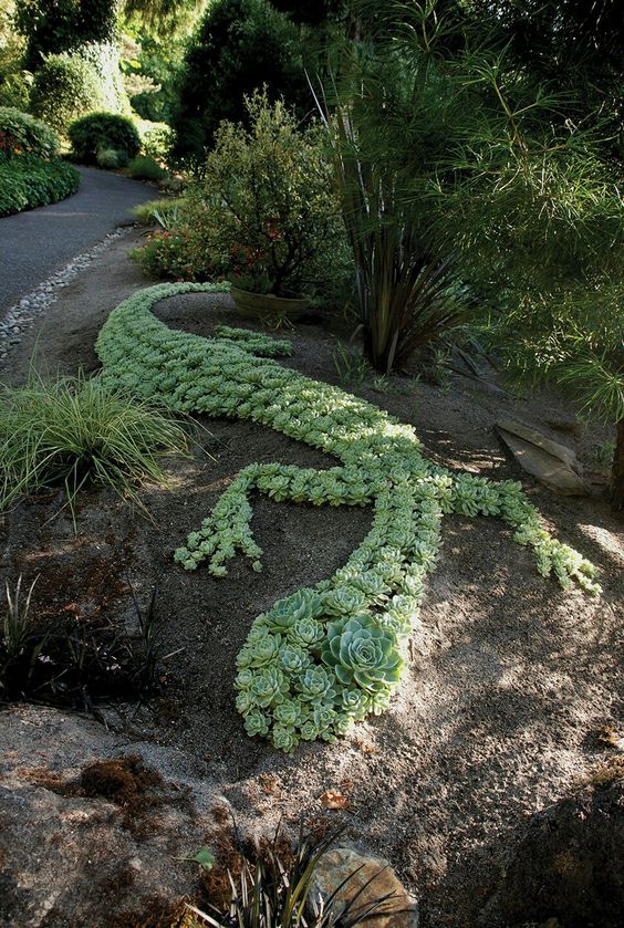 succulents grow outdoors tips source