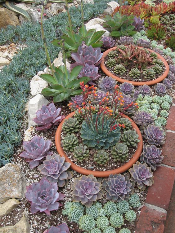 Tips to Grow Succulents Outdoors