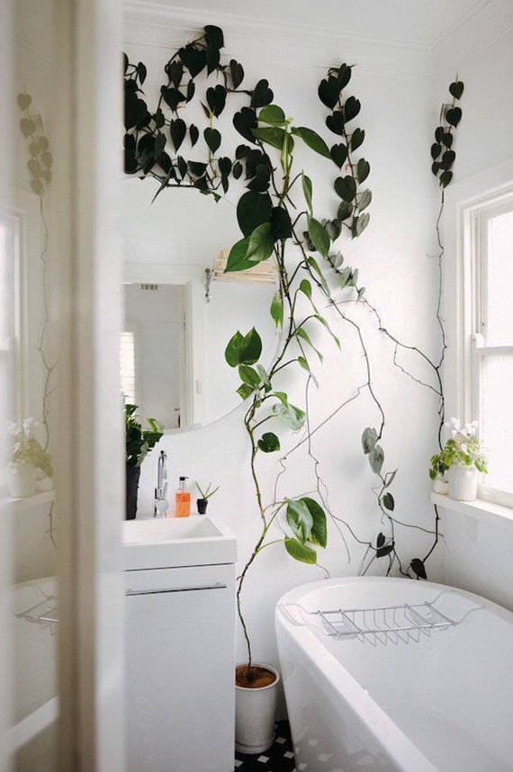 Bring Climbing Vines Indoor And Make Your Home Look Like A Green Jungle