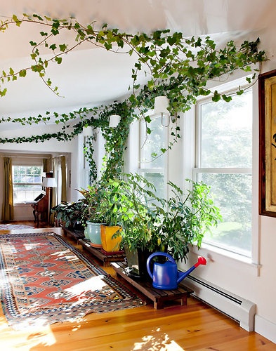 Bring Climbing Vines Indoor And Make Your Home Look Like A Green Jungle