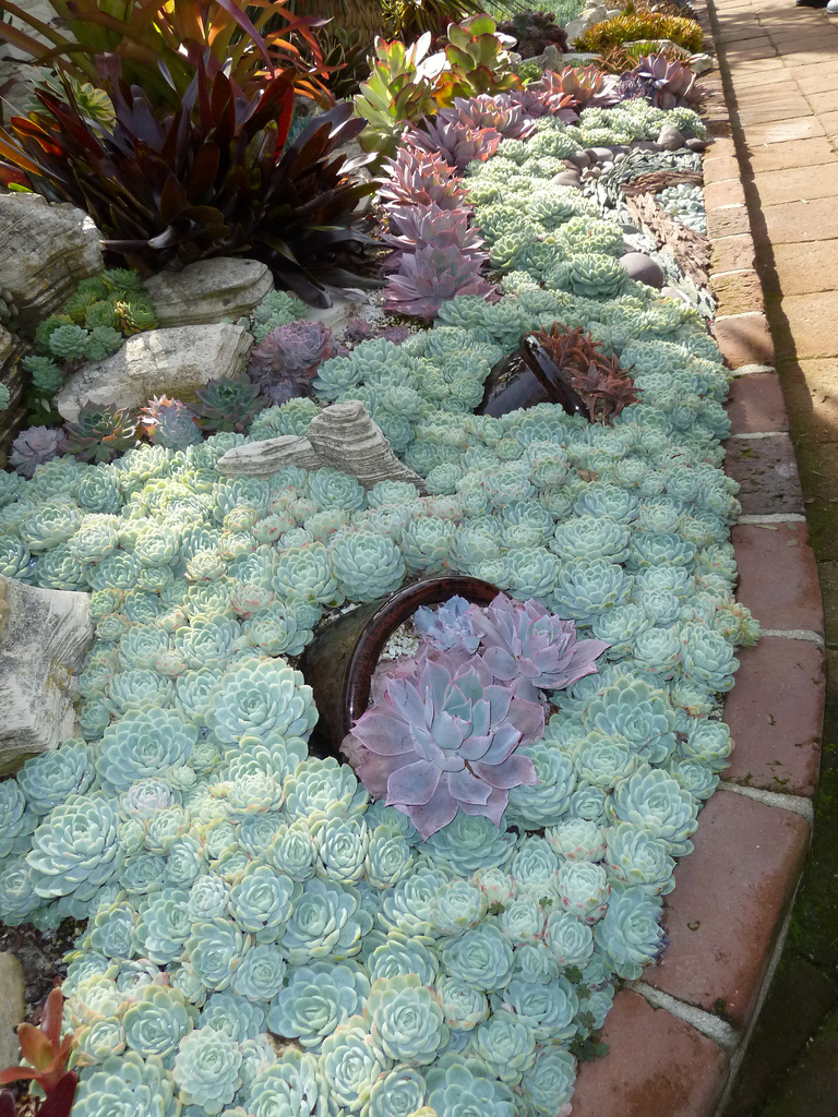 15 Delightful Succulent Gardens That Will Inspire You - Page 2 of 2