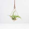 Creative Ideas For Air Plant Decor That Will Amaze You - Page 2 of 2