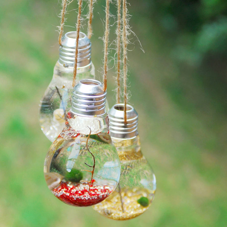 original_light-bulb-hanging-marimo-moss-ball-terrariums