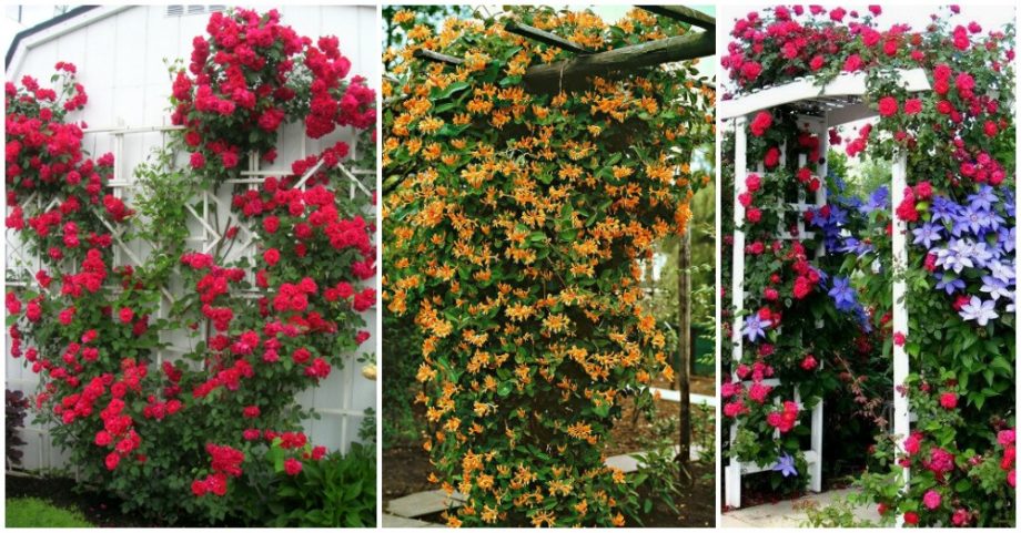 Smart Tips for Growing Climbing Flowers