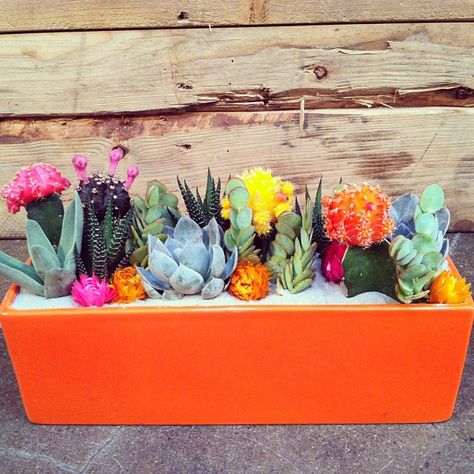 Mini Succulent and Cacti Gardens to Enhance Your Interior