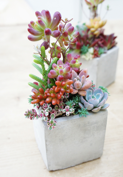 Mini Succulent and Cacti Gardens to Enhance Your Interior