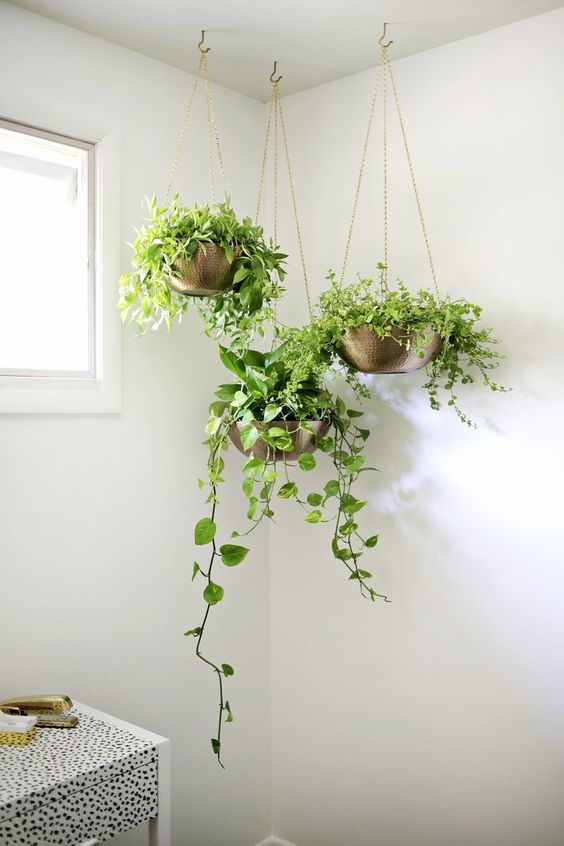 plants display truly ways amazing hanging countertop
