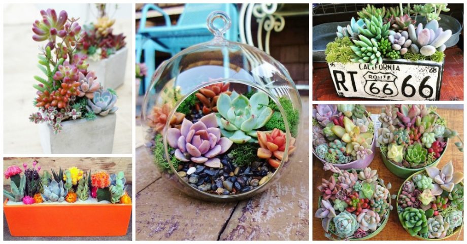 Mini Succulent and Cacti Gardens to Enhance Your Interior