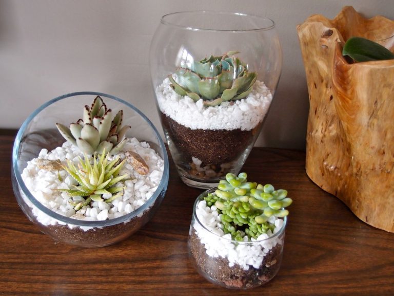 How To Make Wonderful Terrariums With White Pebbles