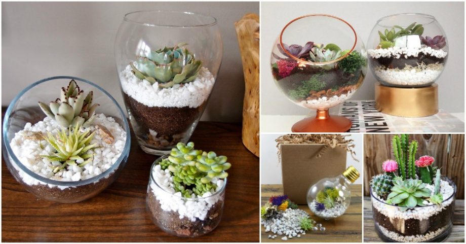 How To Make Wonderful Terrariums With White Pebbles