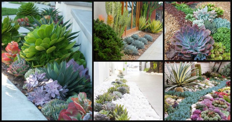 Amazing Succulent Garden Ideas You Shouldn’t Miss