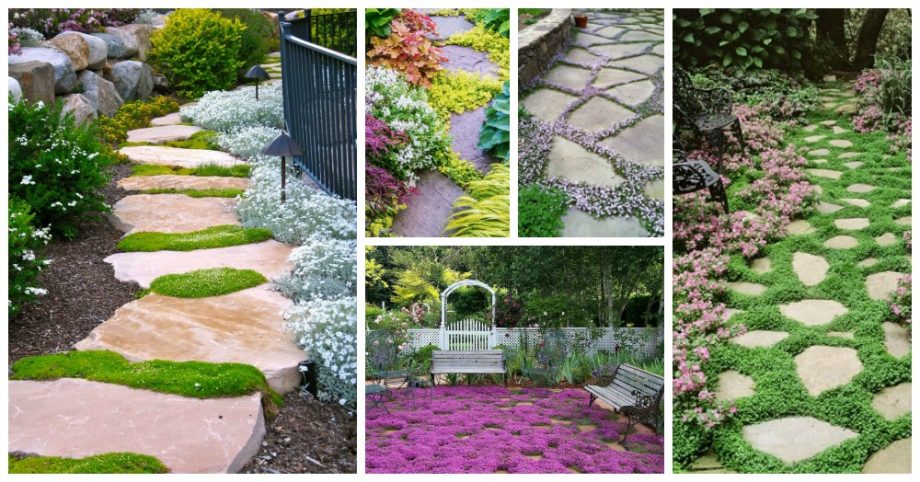 Top 5 Stepable Plants For Your Outdoors