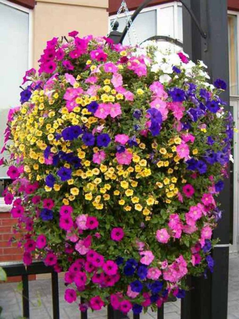 Pro Tips For Amazing Hanging Flower Baskets - Page 2 of 2