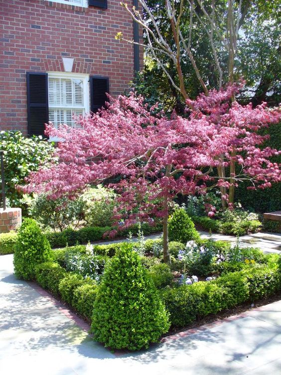 boxwood gardens landscaping formal trees japanese maple yard boxwoods hedge tree landscape flowering focal point around backyard flower plants gates