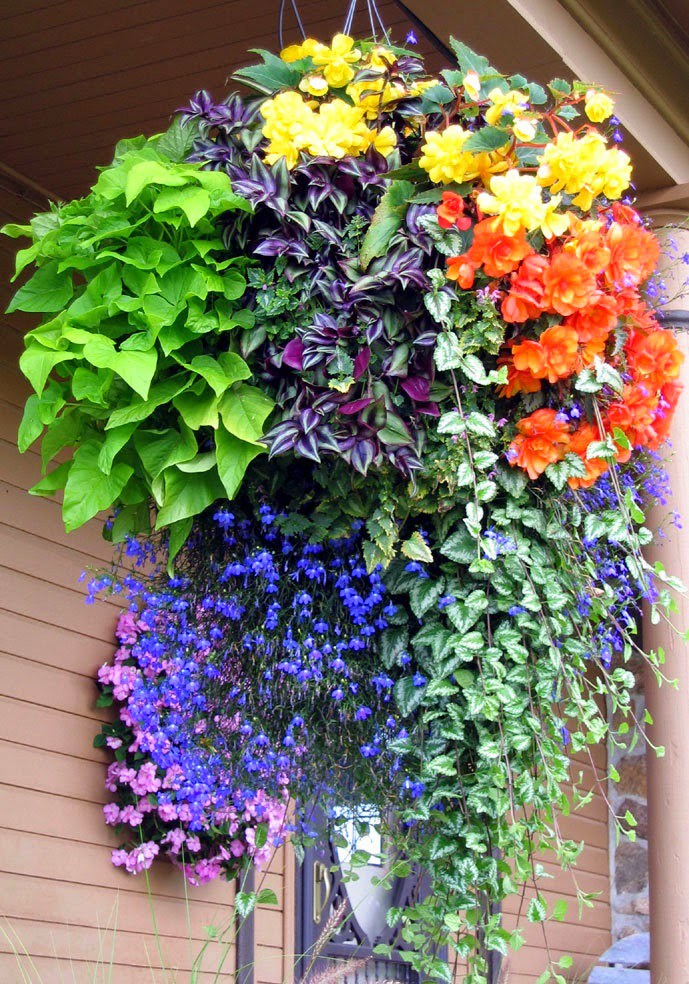Pro Tips For Amazing Hanging Flower Baskets Page 2 of 2