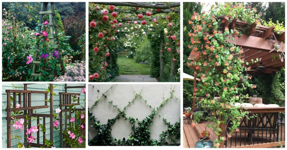 Climbing Plant Trellis That Will Give Your Garden A Satisfying Look