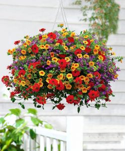 Pro Tips For Amazing Hanging Flower Baskets