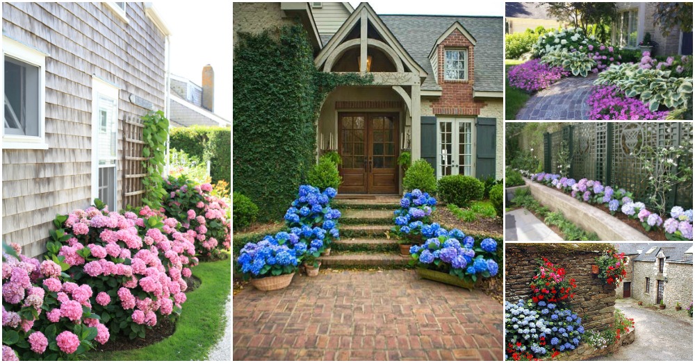 Captivating Hydrangea Flower Beds That Will Beautify Your Outdoors,Turtle Shell Rot
