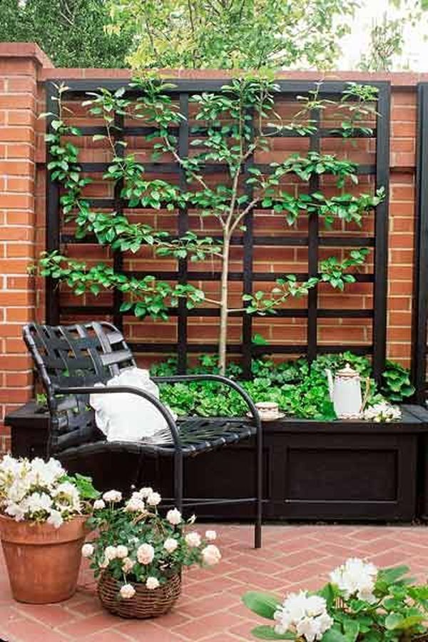 Climbing Plant Trellis That Will Give Your Garden A Satisfying Look