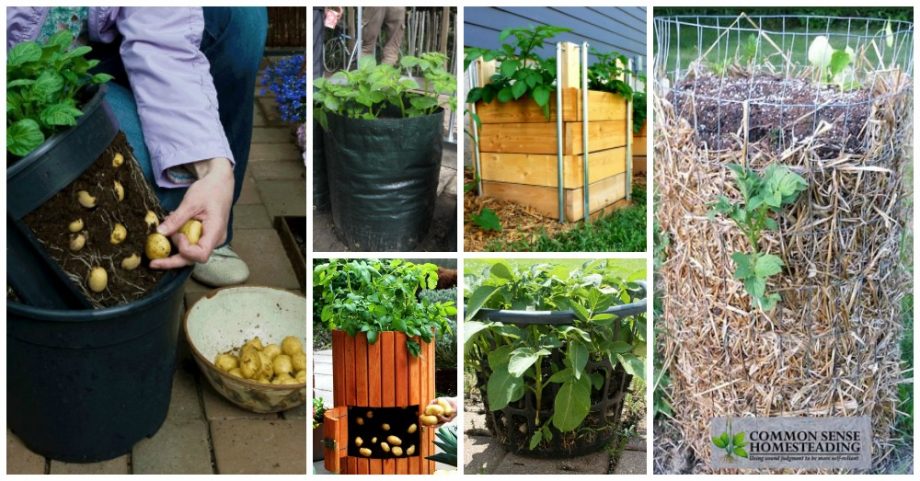 7 Easy Ways to Grow Potatoes