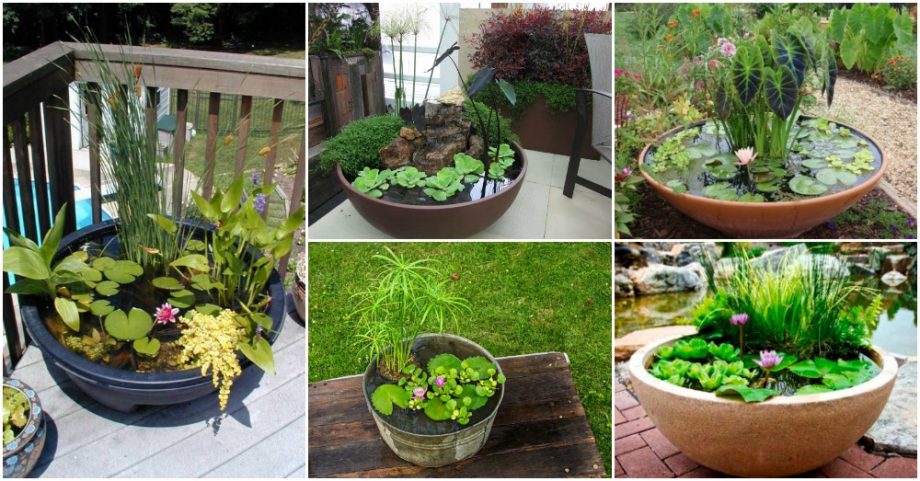 Amazing Ideas Of How To Make Mini Ponds In Pots