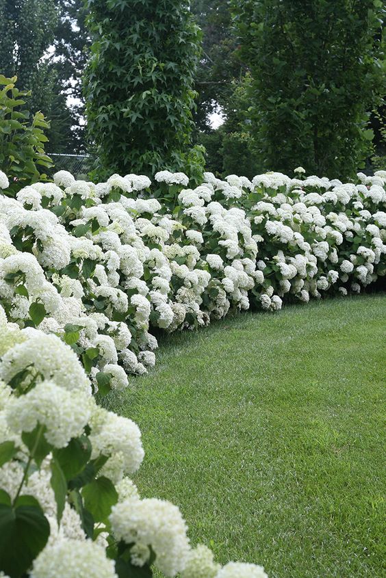 hydrangea flower beds 