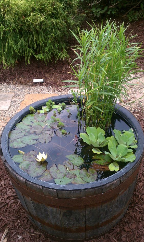 amazing ideas of how to make mini ponds in pots