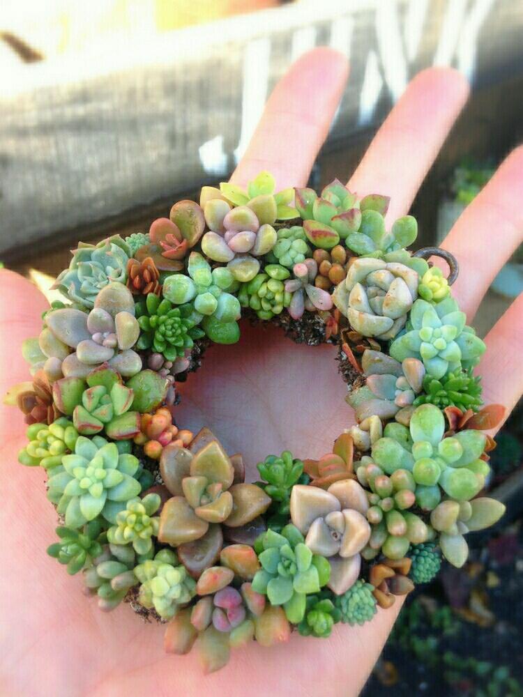 Tiny Succulent Planters Are The Cutest Thing You Will See