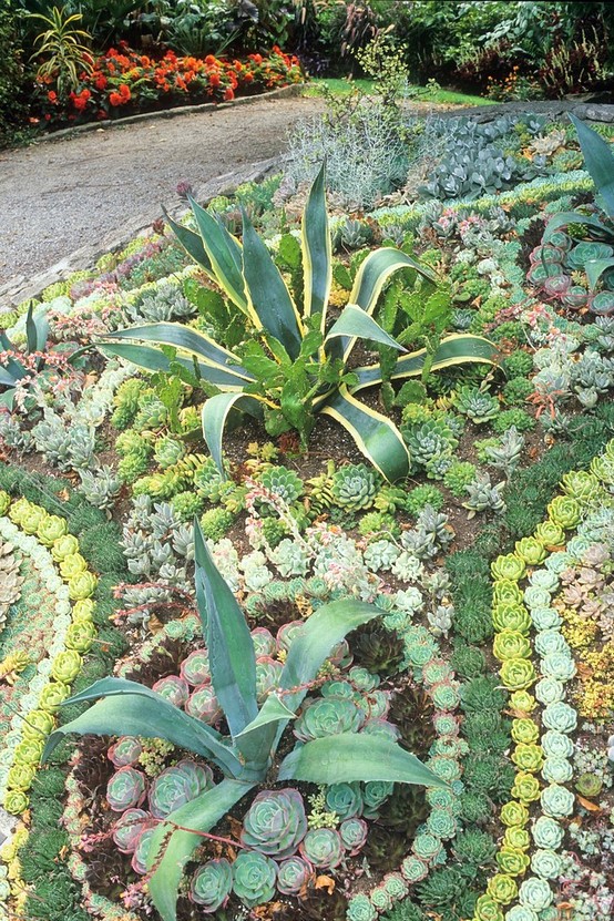 Tips to Grow Succulents Outdoors - Page 2 of 2