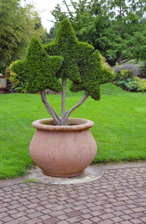 topiary plants trees tree garden shapes shape shaping star shaped shrubs gardens designs stars other potted topiaries tips stunning plantcaretoday