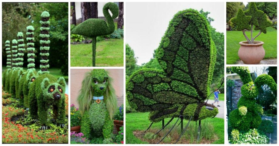 Cutting & Shaping Topiary – Tips and Designs You Should Not Miss