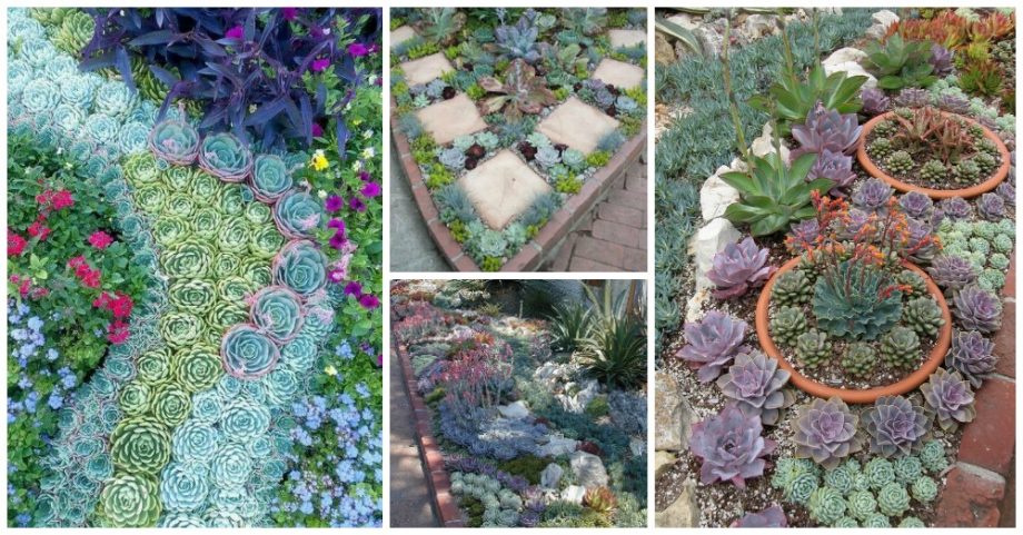 Tips to Grow Succulents Outdoors