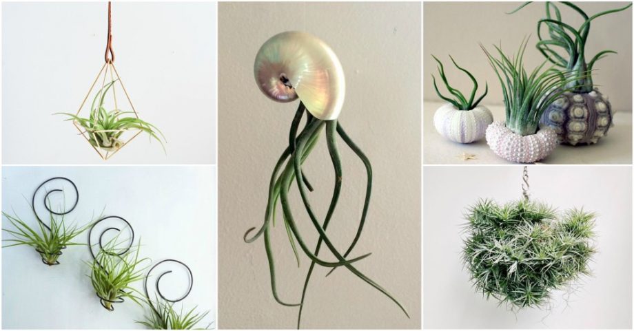 Creative Ideas For Air Plant Decor That Will Amaze You