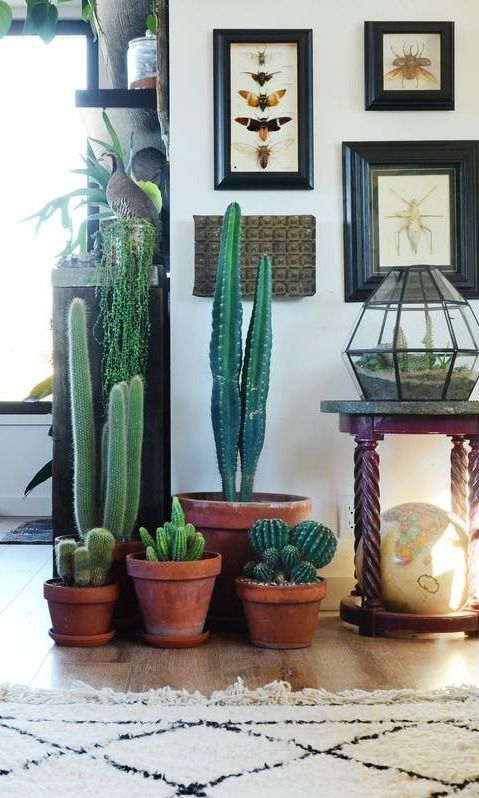 Indoor Cactus Garden Ideas To Display Your Collection In A ...