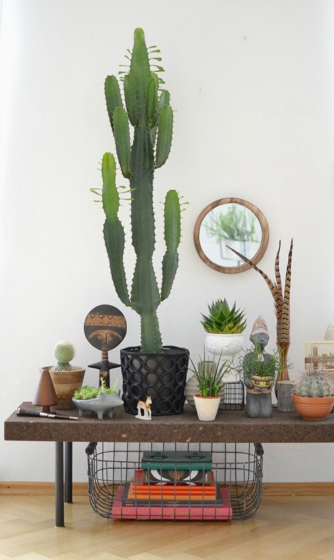 Indoor Cactus Garden Ideas To Display Your Collection In A ...