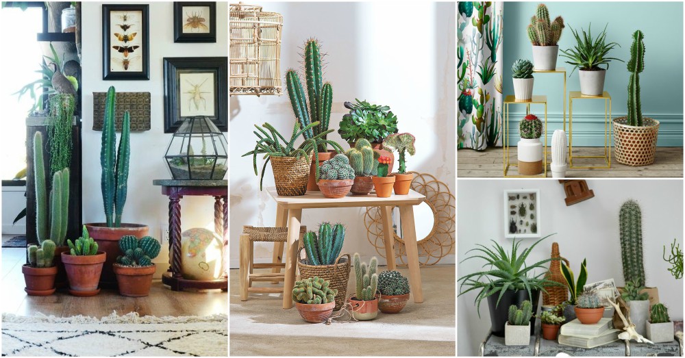 6 Reasons You Should Make Cactus Plants Part of Your Home Décor - My Almost  Green Thumb