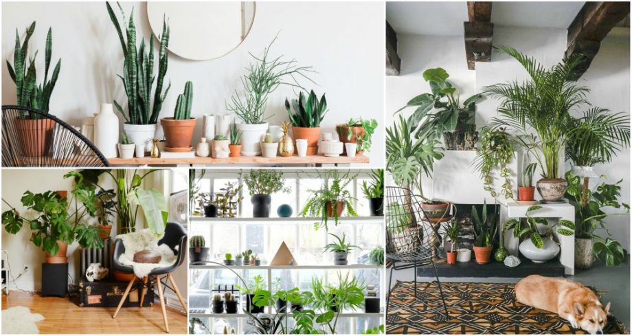 Things You Need To Know If You Want A Healthy Indoor Garden