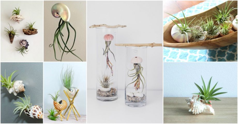 Seashell Air Plant Decor Ideas That Look Surprisingly Awesome
