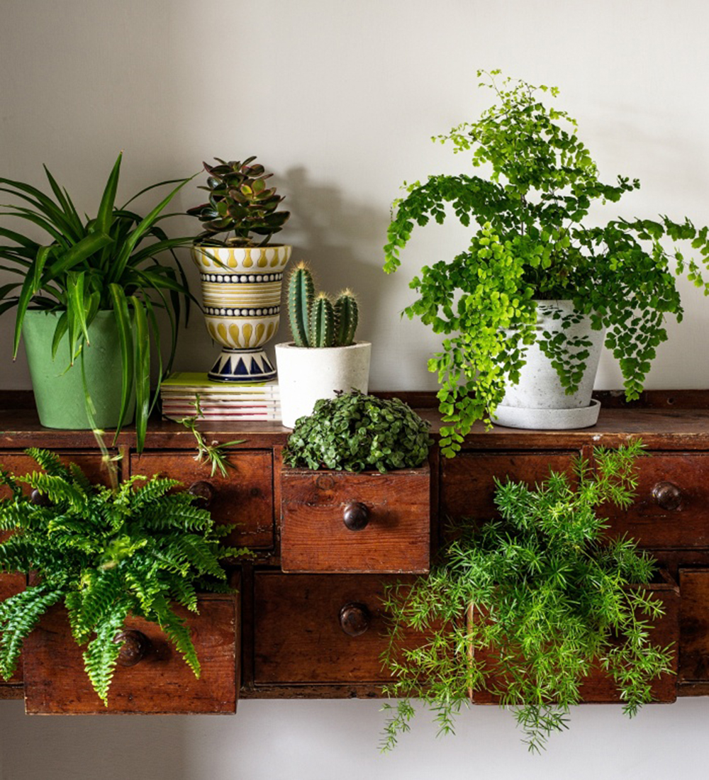 Indoor Plant Styling Tips To Create Your Own Green Corner - Page 3 of 3