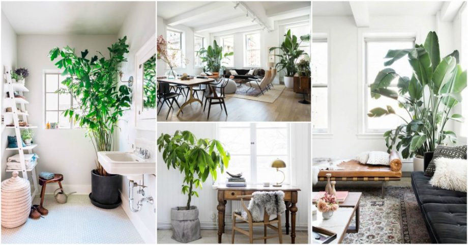 Large Indoor Plant Ideas To Create An Oasis In Your Home