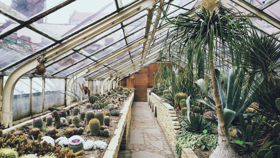 The Most Important Things to Consider When Building Your Own Greenhouse