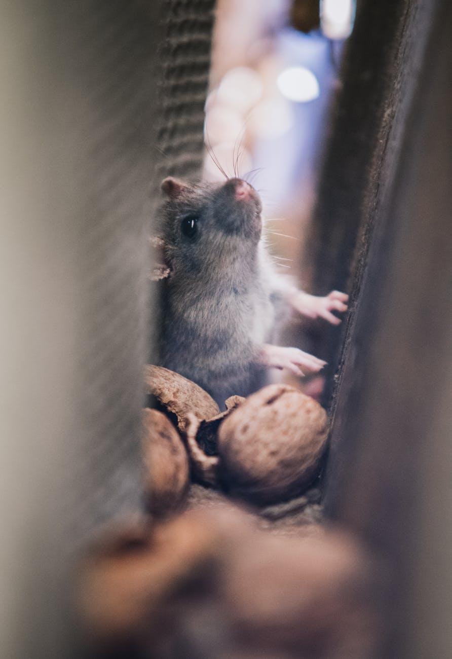 Here’s Why Having a Rodent Problem Is Worse Than You Thought