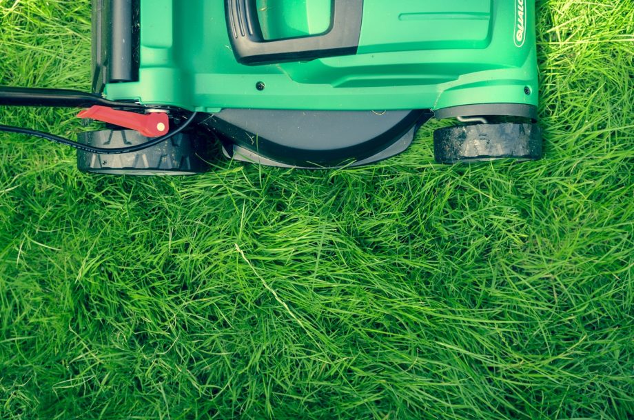 4 Springtime Tips for Avoiding Pest Problems on Your Lawn